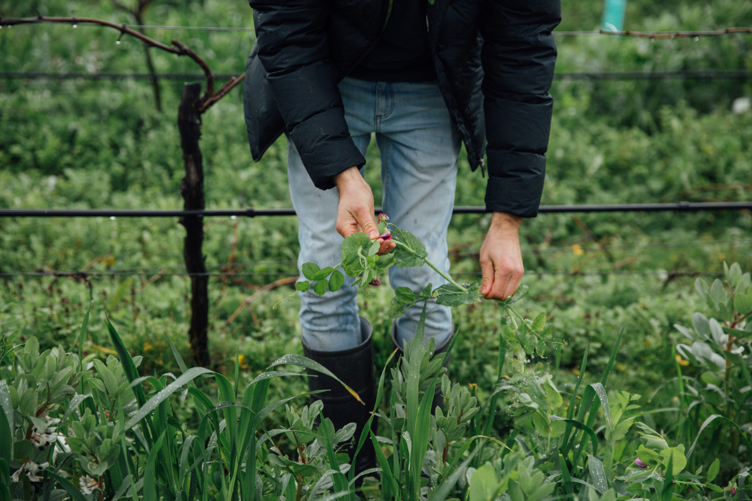 Cover Crops Mac Forbes Winea